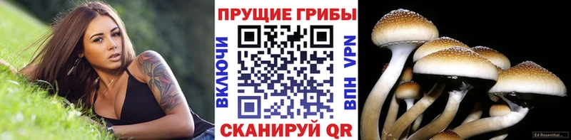 что такое наркотик  Юрьев-Польский  Галлюциногенные грибы мицелий 